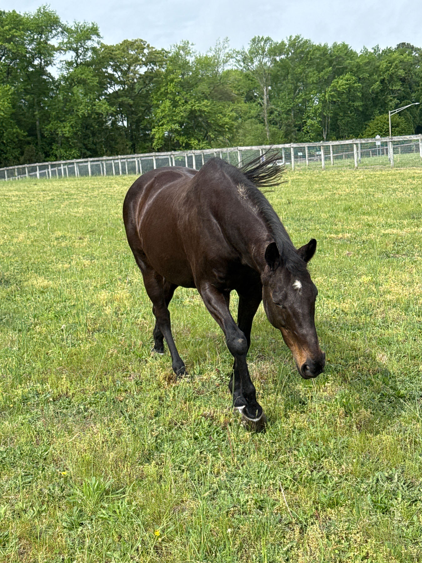 Maggie the horse