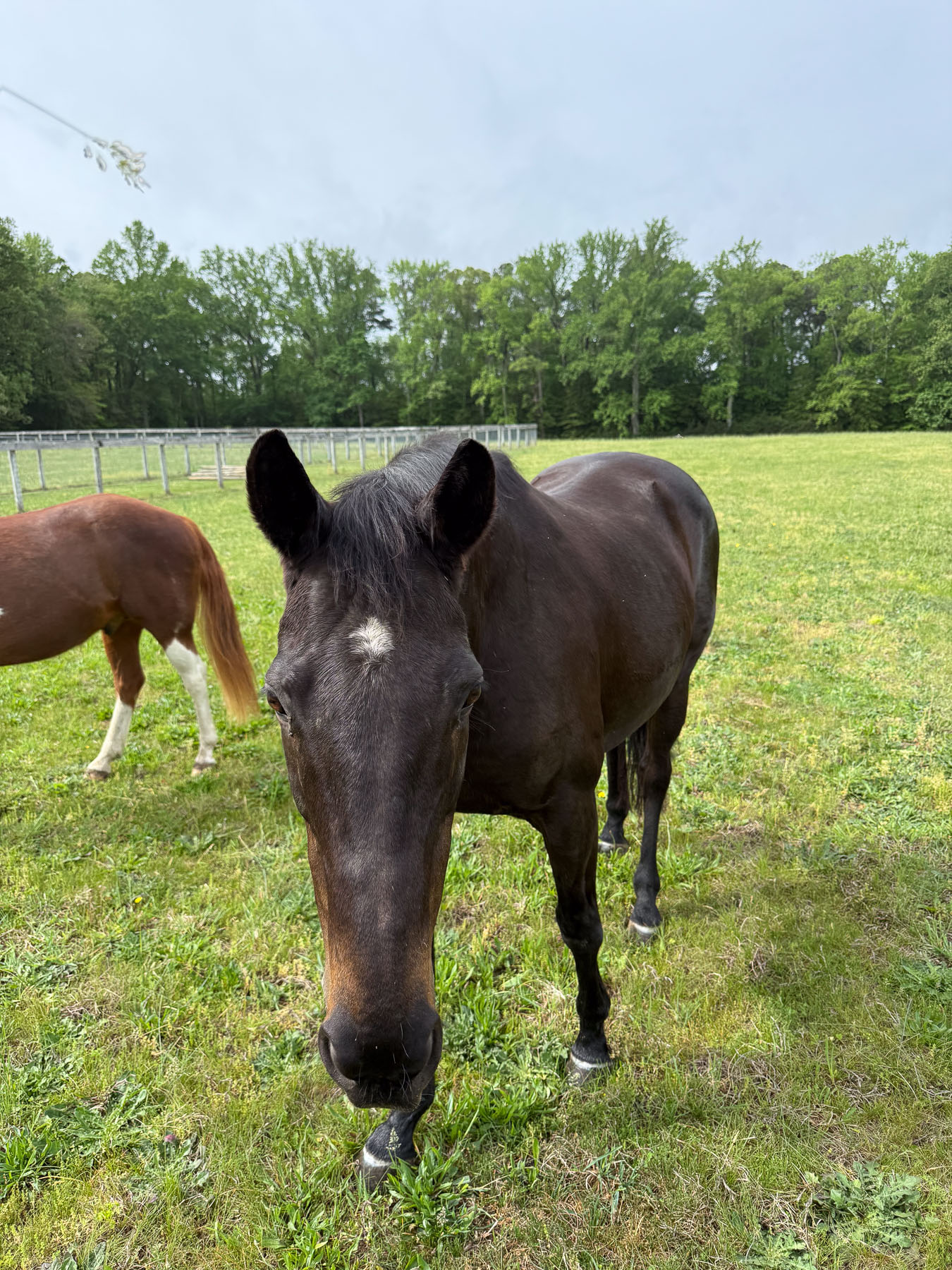 Maggie the horse