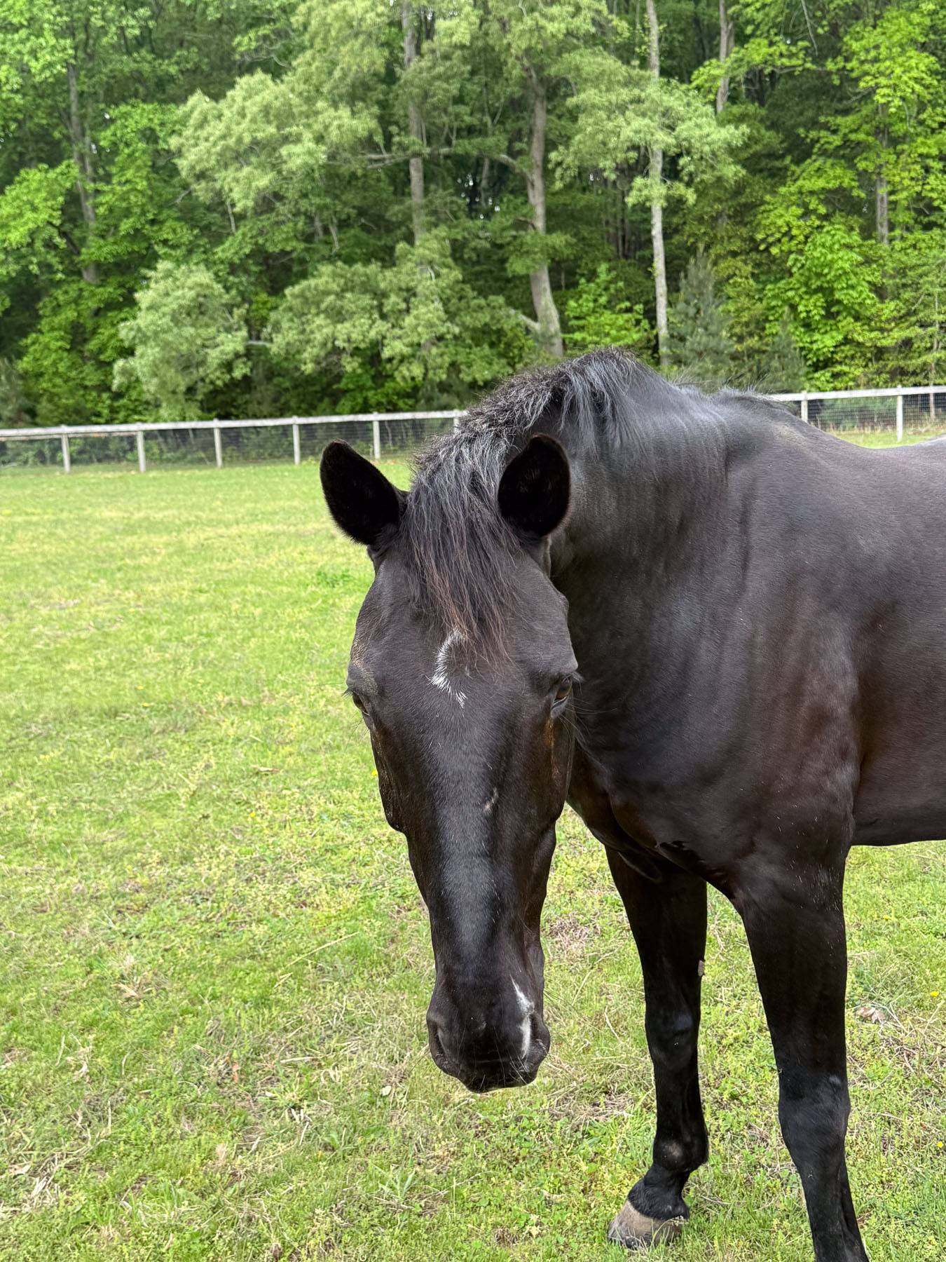 De Lite the horse