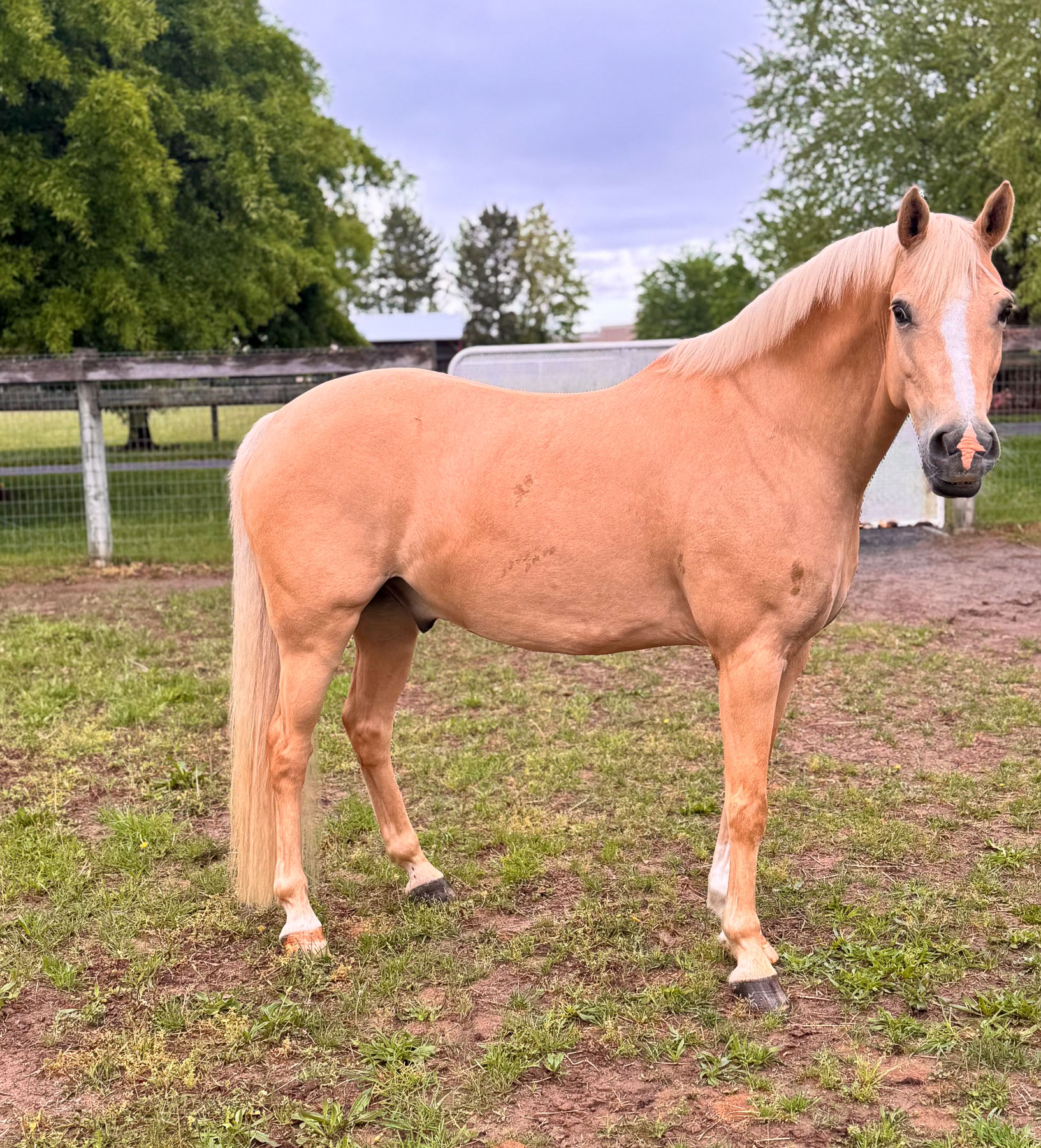 Dieter the horse